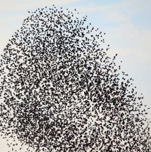 Birds flocking