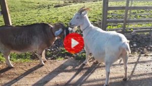 Goats